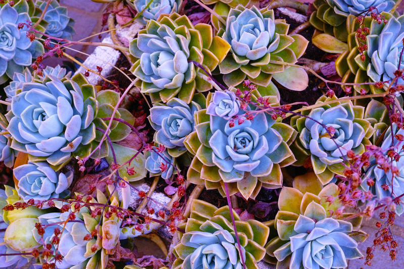 irrigation system garden