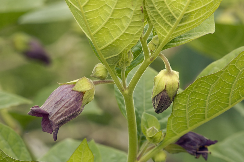 garden plants