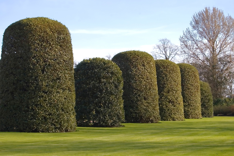 lawn grass