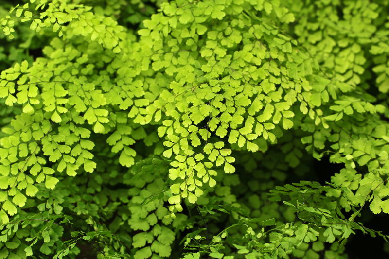 Garden outdoor space