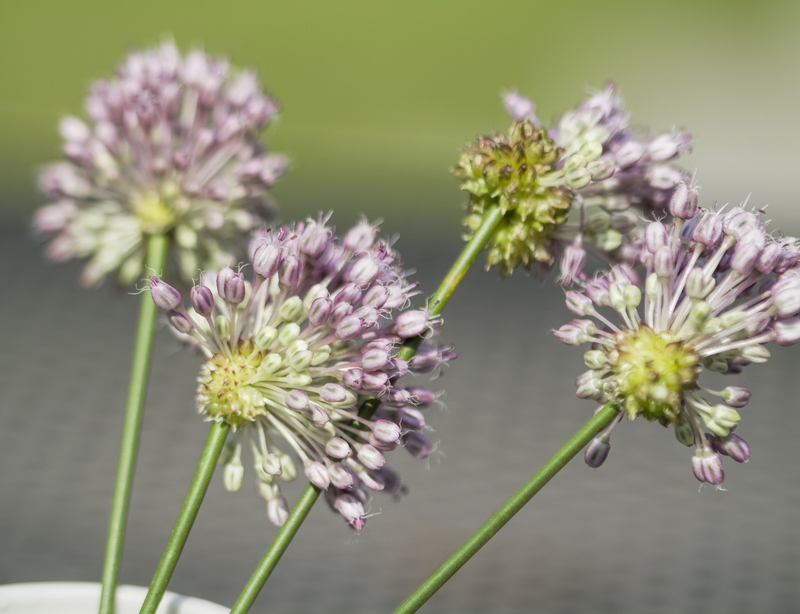 lawn care Lawn